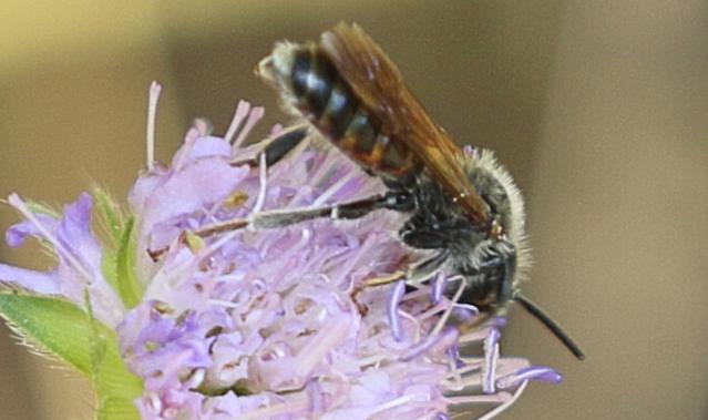 (andrena ventralis)m